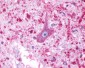 HTR4 / 5-HT4 Receptor Antibody (Cytoplasmic Domain)